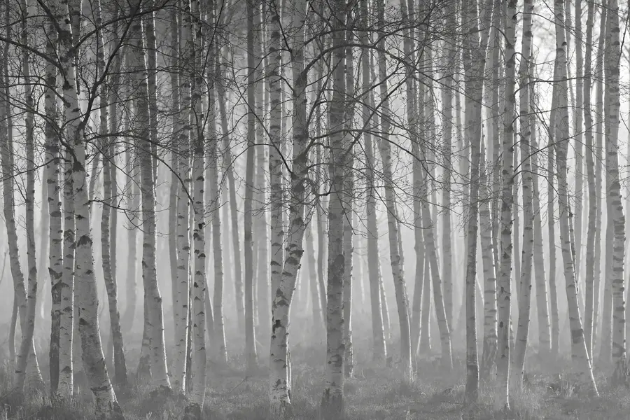 murales de pared Niebla de la mañana en el bosque de abedules u58971