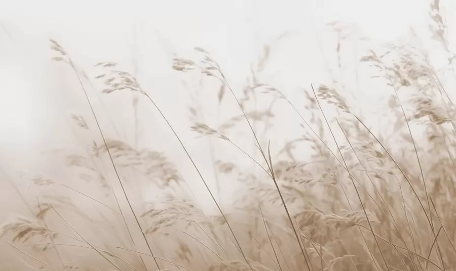 murales de pared Pastos en un amanecer de niebla w02250