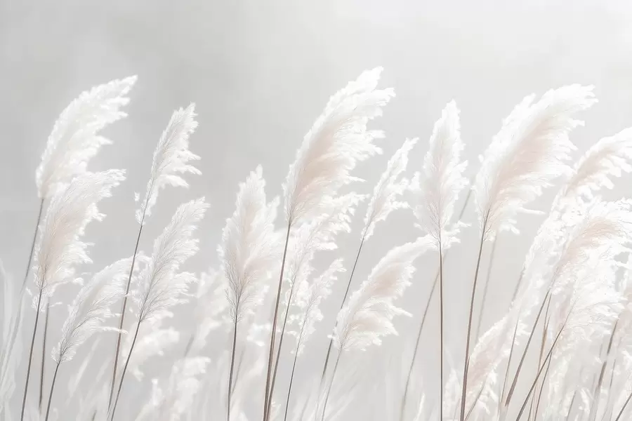 murales de pared Suave hierba de la pampa blanca bajo la suave luz de la mañana. w09717