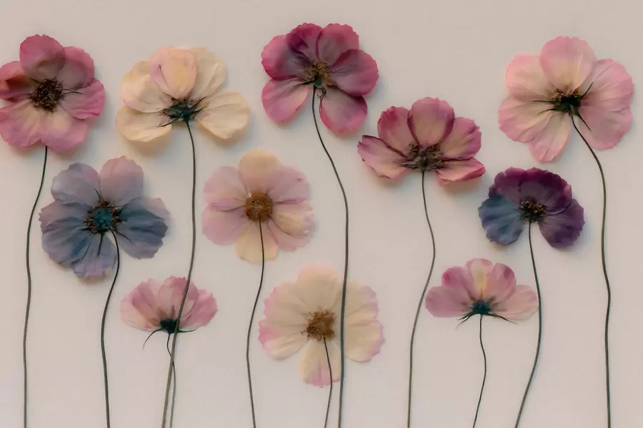 murales de pared Composición de herbario con efecto de flores prensadas y textura en 3D w09911