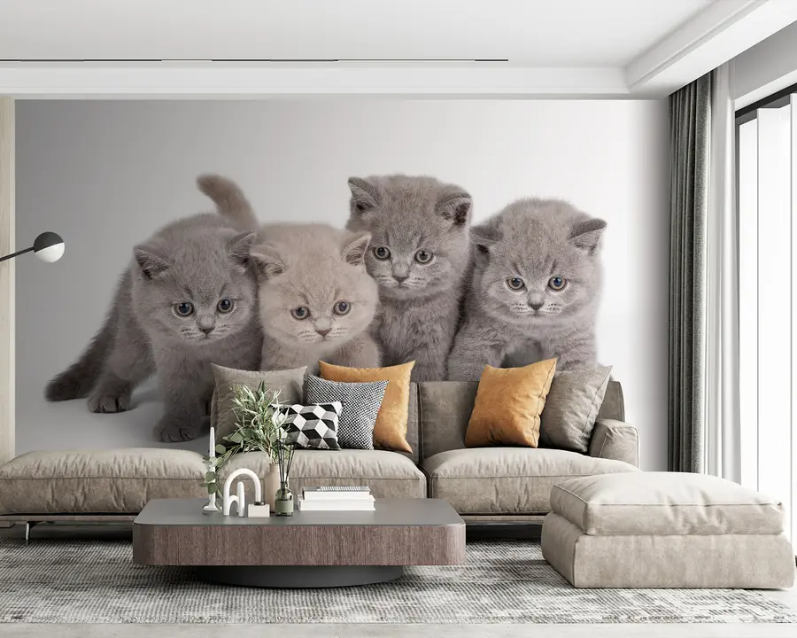 murales de pared Ojo, gato y carnívoro u55076