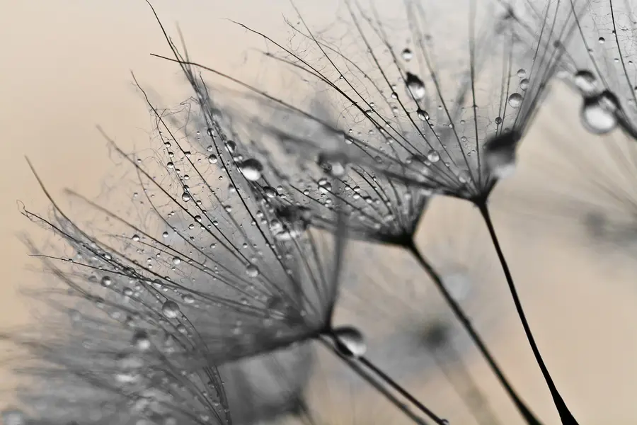 murales de pared Dientes de león con gotas de aguas grises u57557v2